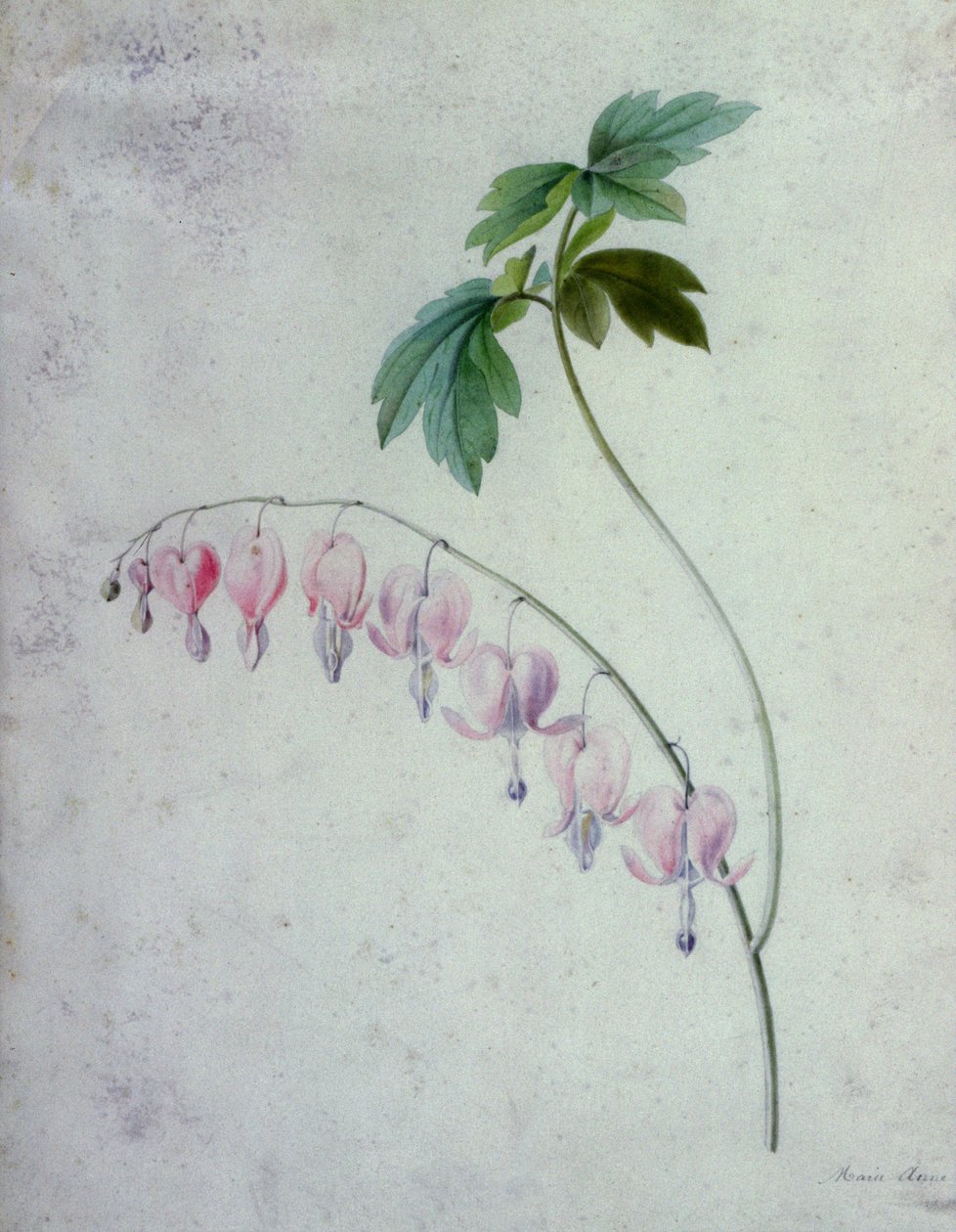Blumenstücke von Marie Anne