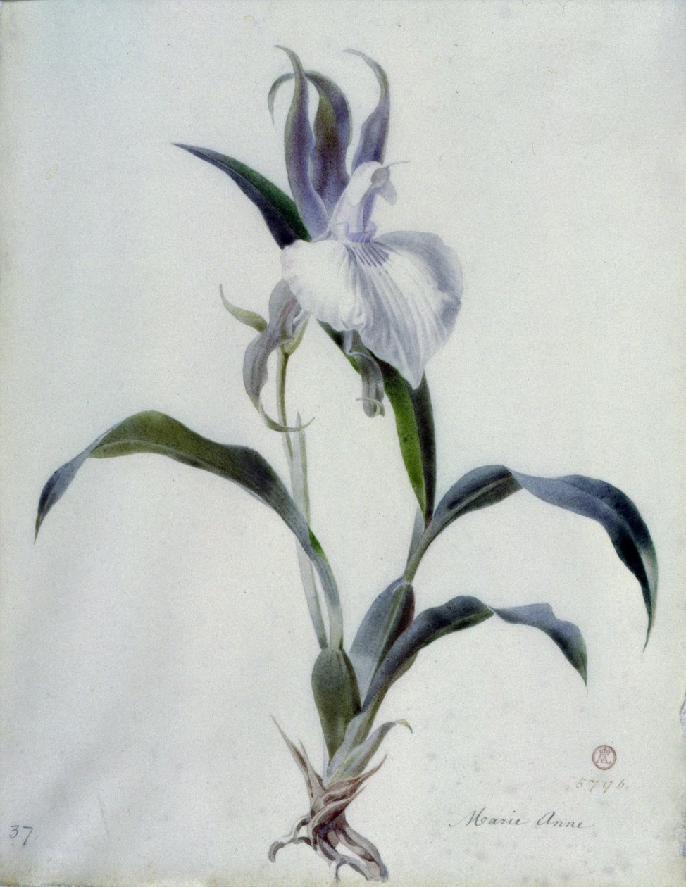 Blumenstücke von Marie Anne