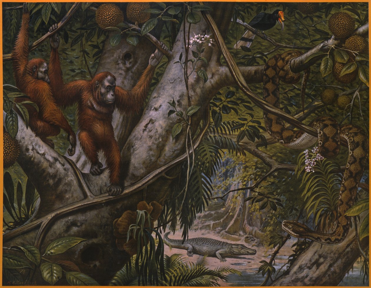 Wildtiere des Regenwaldes von Marinus Adrianus Koekkoek