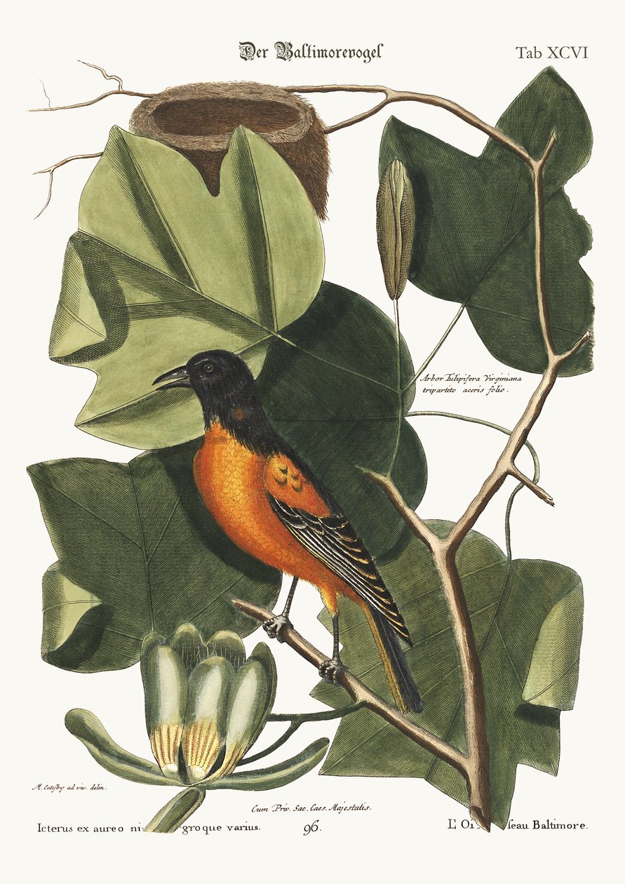 Der Baltimore-Vogel, 1749-73 von Mark Catesby
