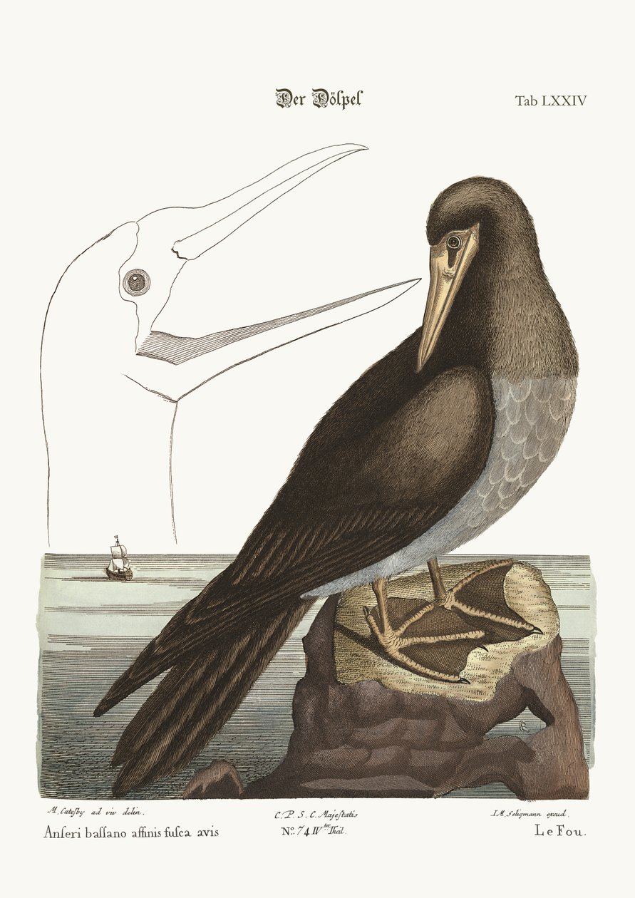Der Tölpel, 1749-73 von Mark Catesby