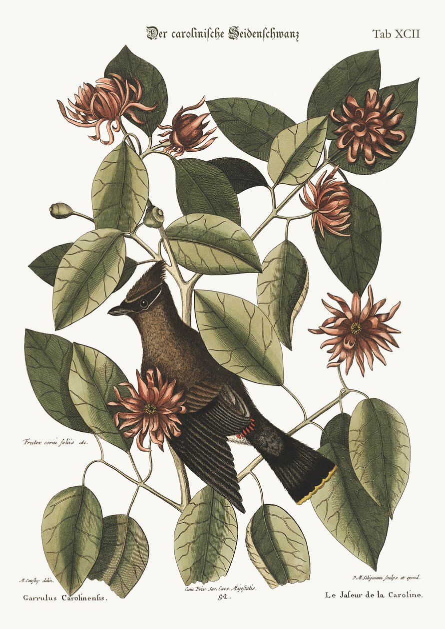 Der Schwätzer, 1749-73 von Mark Catesby