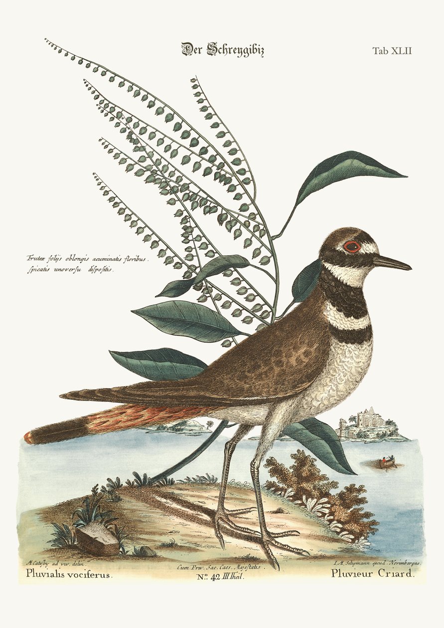 Der plappernde Regenpfeifer, 1749-73 von Mark Catesby