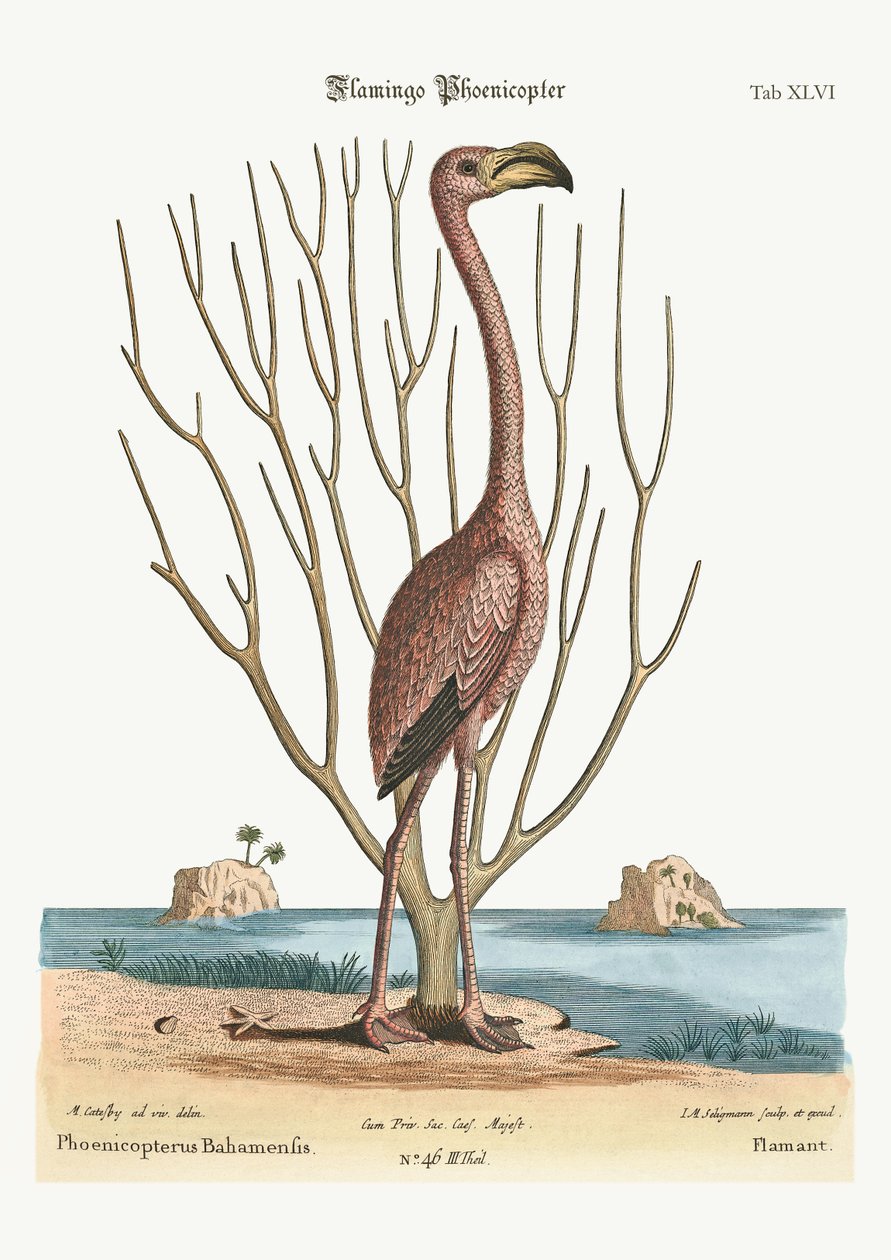 Der Flamingo, 1749-73 von Mark Catesby