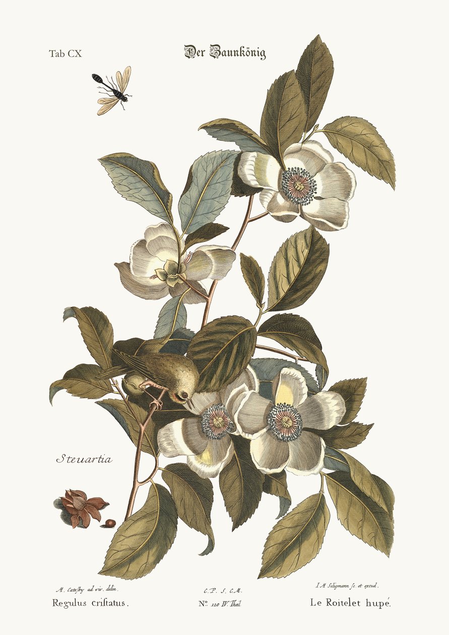 Das Goldhähnchen, 1749-73 von Mark Catesby