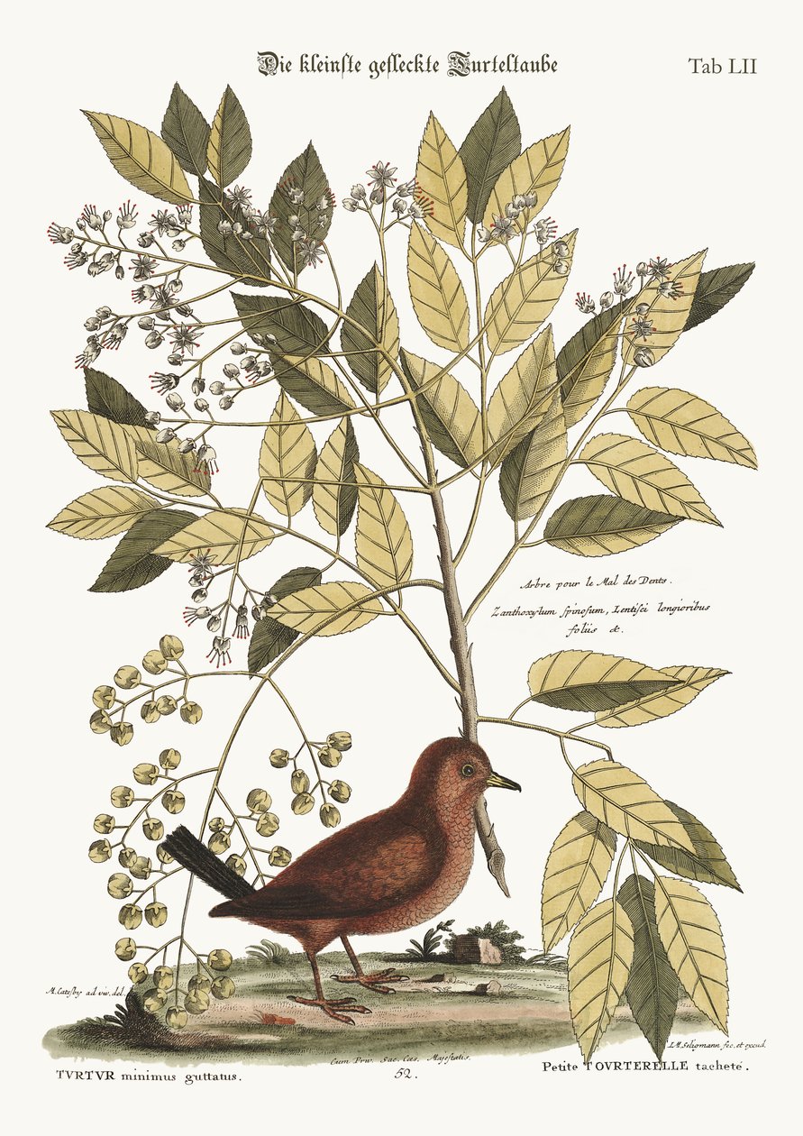 Die Bodentaube, 1749-73 von Mark Catesby
