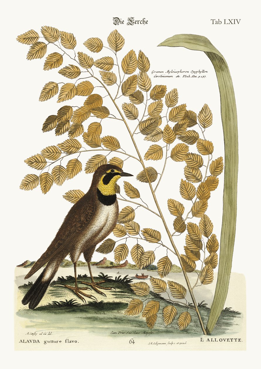 Die Lerche, 1749-73 von Mark Catesby