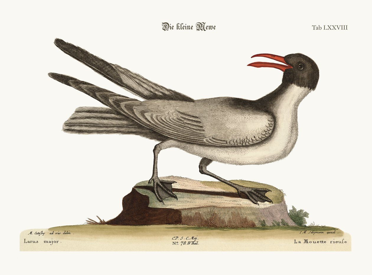 Die lachende Möwe, 1749-73 von Mark Catesby