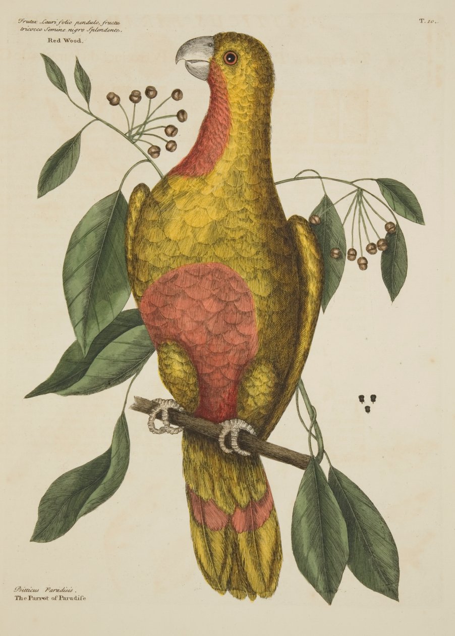 Der Paradiespapagei, aus The Natural History of Carolina, Florida and the Bahama Islands von Mark Catesby