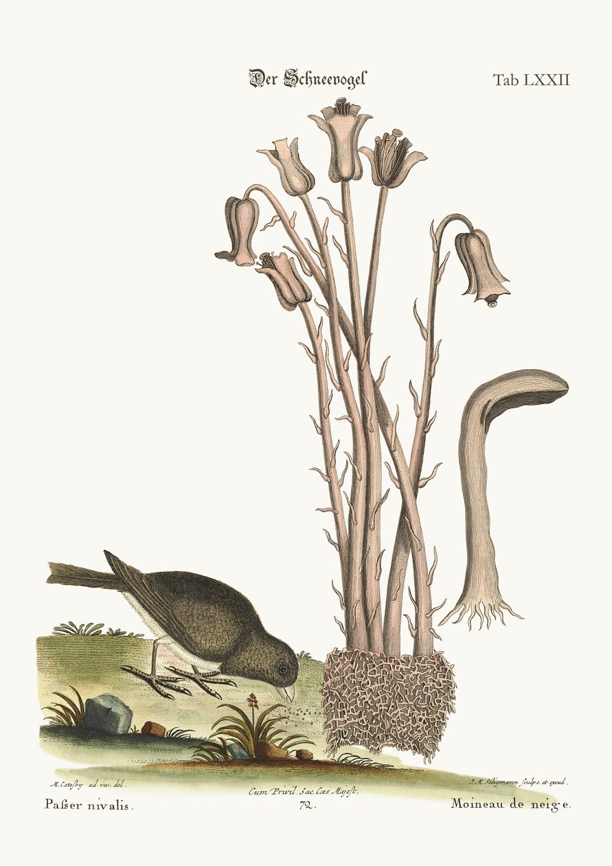 Der Schneevogel, 1749-73 von Mark Catesby