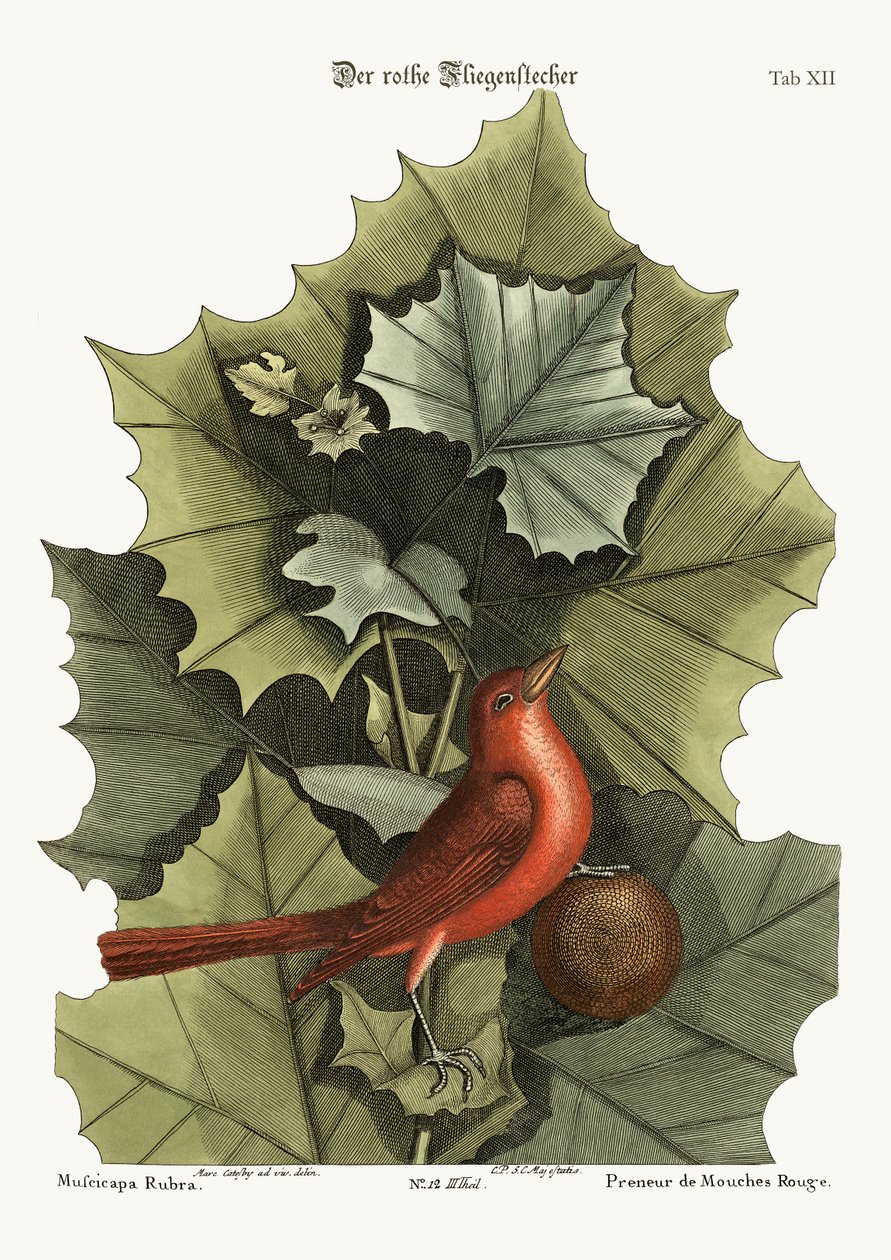 Der Sommer-Rotvogel, 1749-73 von Mark Catesby