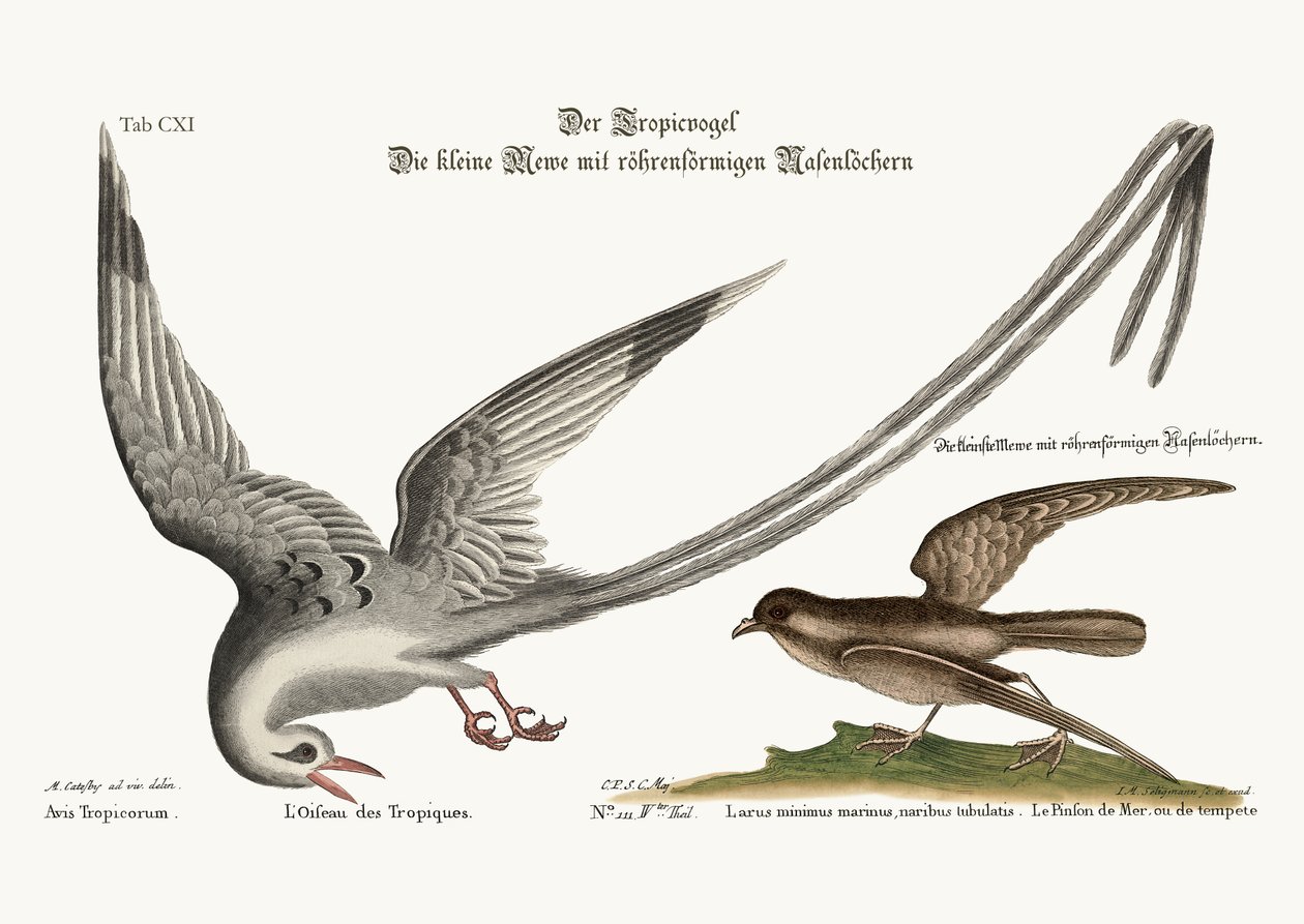 Der Tropikvogel. Der Sturmfink oder Pittrel, 1749-73 von Mark Catesby