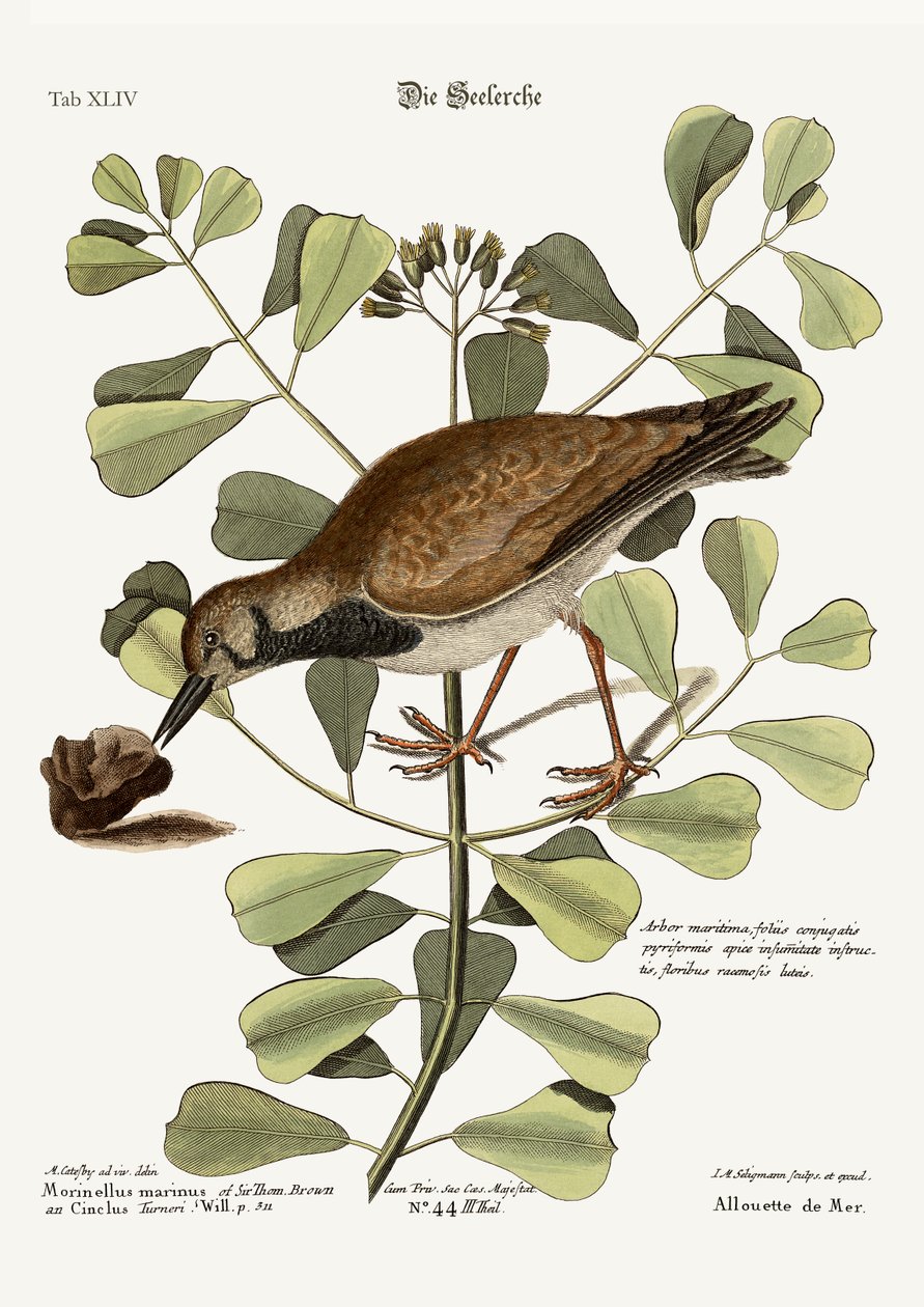 Der Steinwälzer oder See-Dottrel, 1749-73 von Mark Catesby