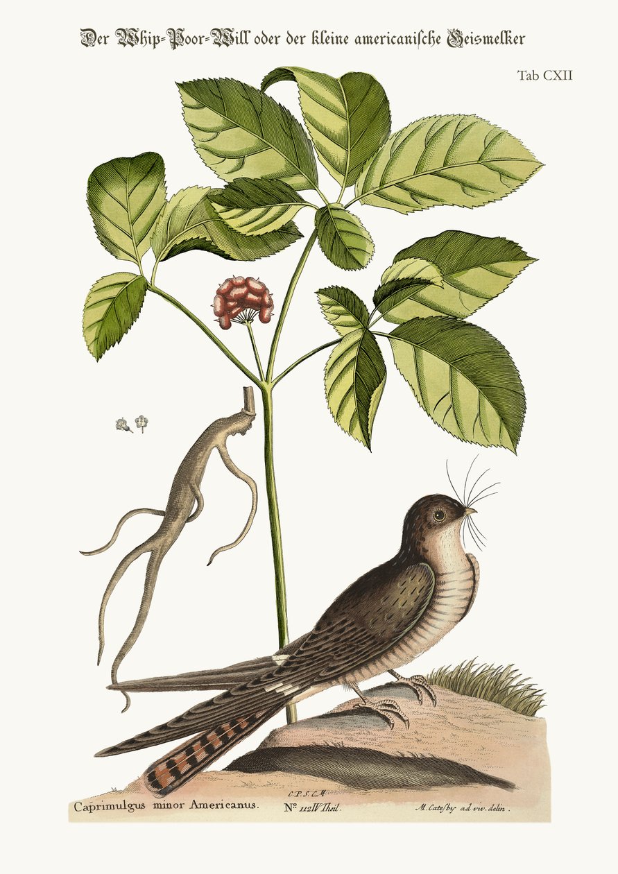 Die Peitsche-Poor-Will, 1749-73 von Mark Catesby