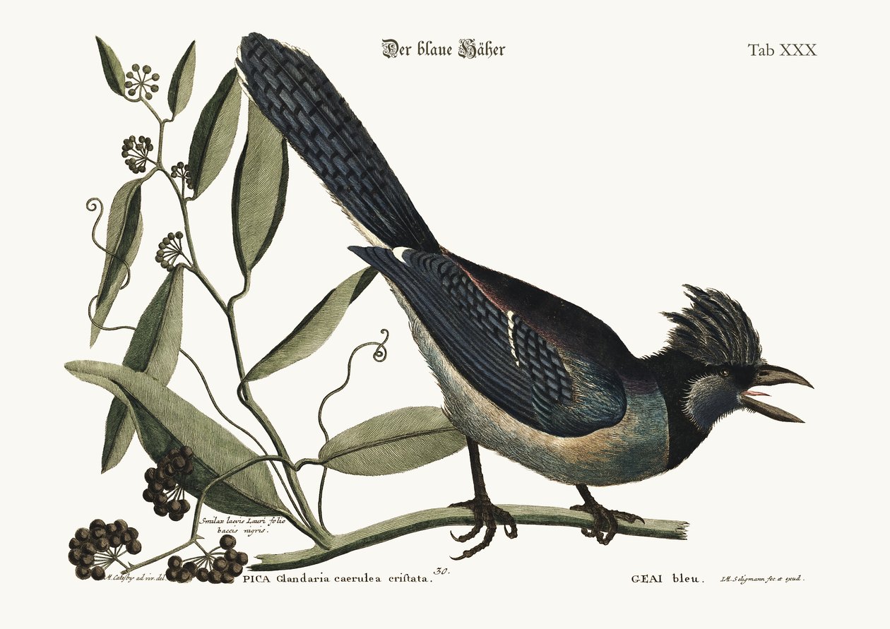 Der Blauhäher, 1749-73 von Mark Catesby