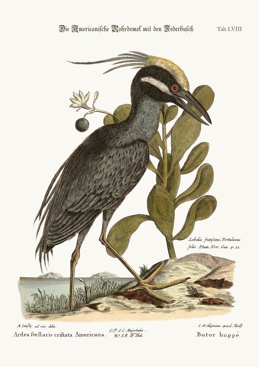 Der Haubentaucher, 1749-73 von Mark Catesby