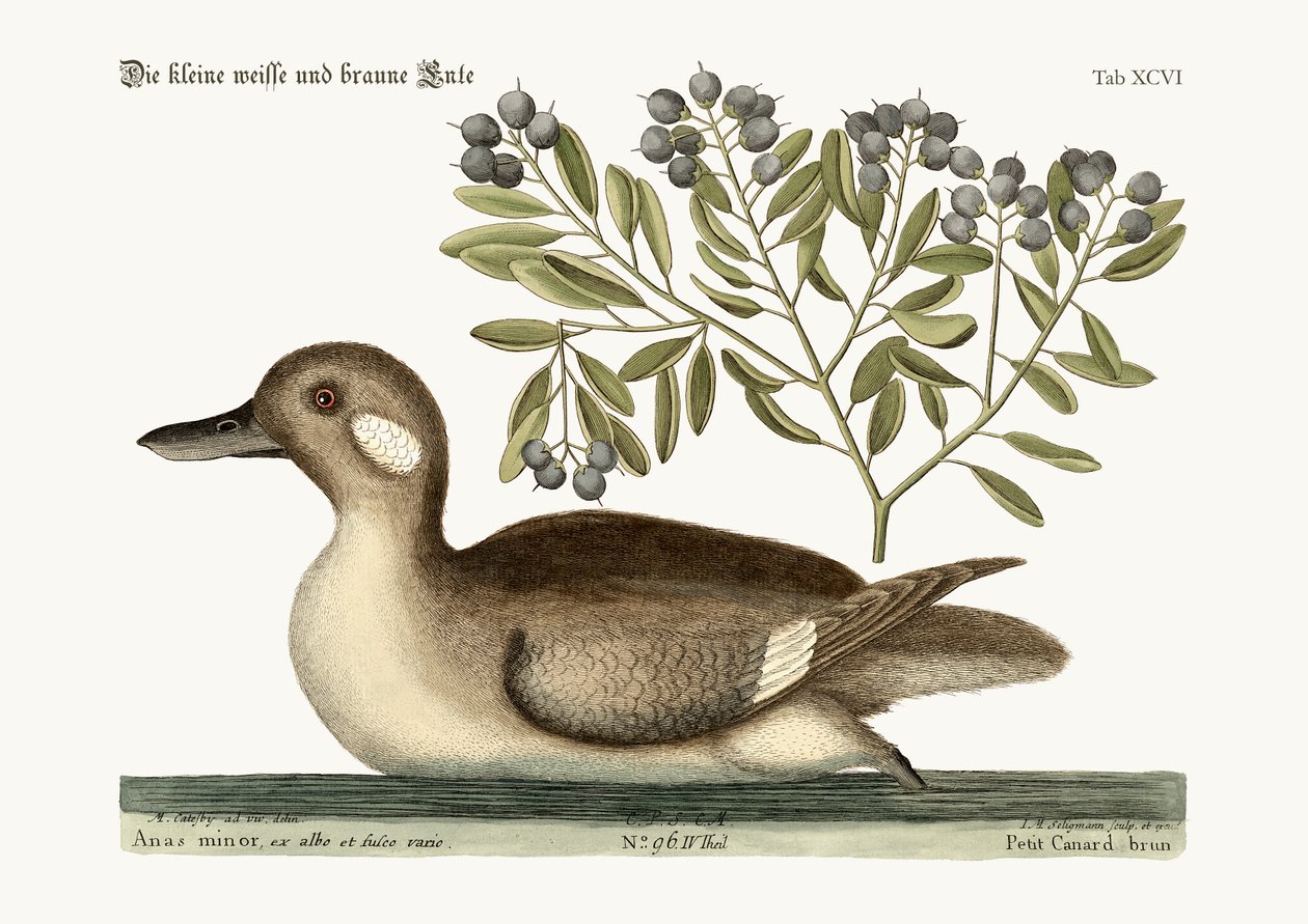 Die kleine braune Ente, 1749-73 von Mark Catesby