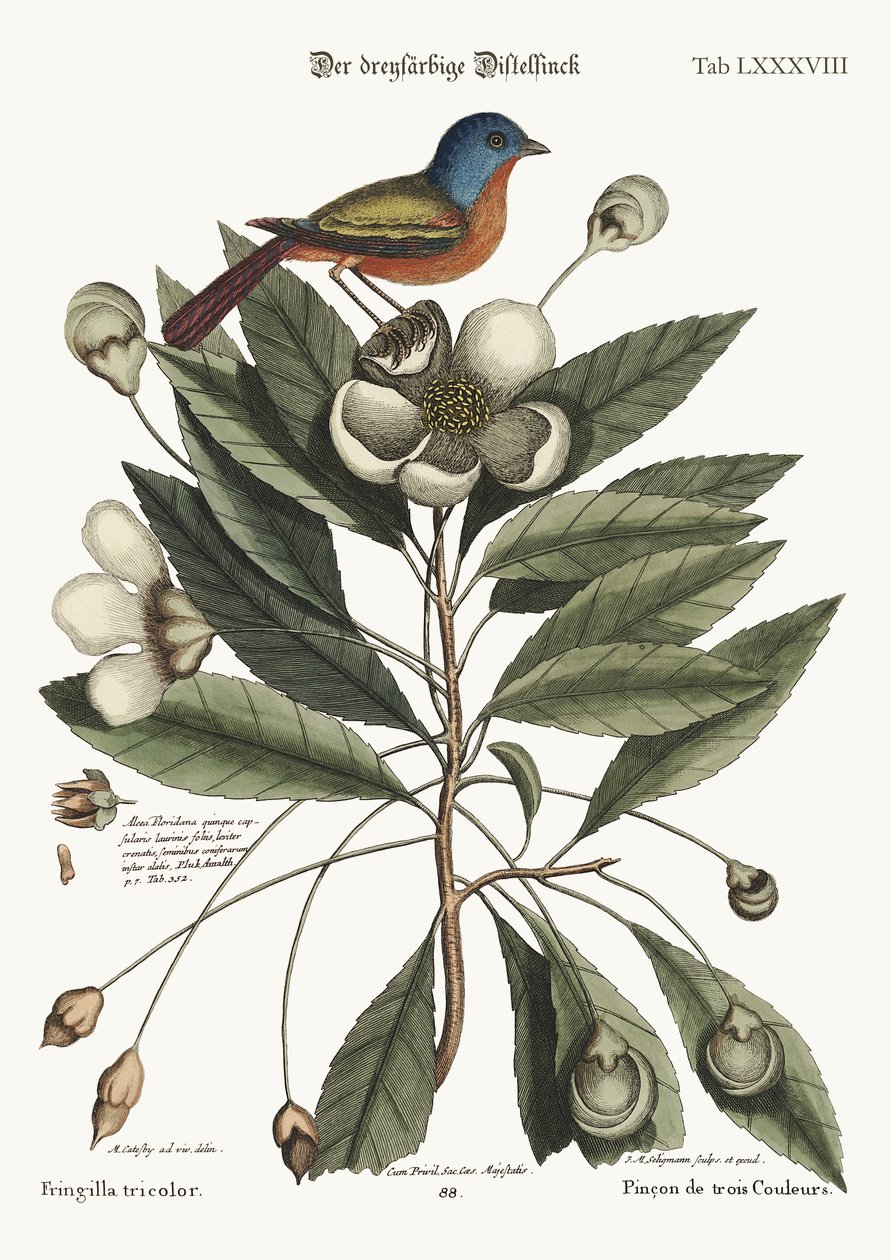 Der gemalte Fink, 1749-73 von Mark Catesby