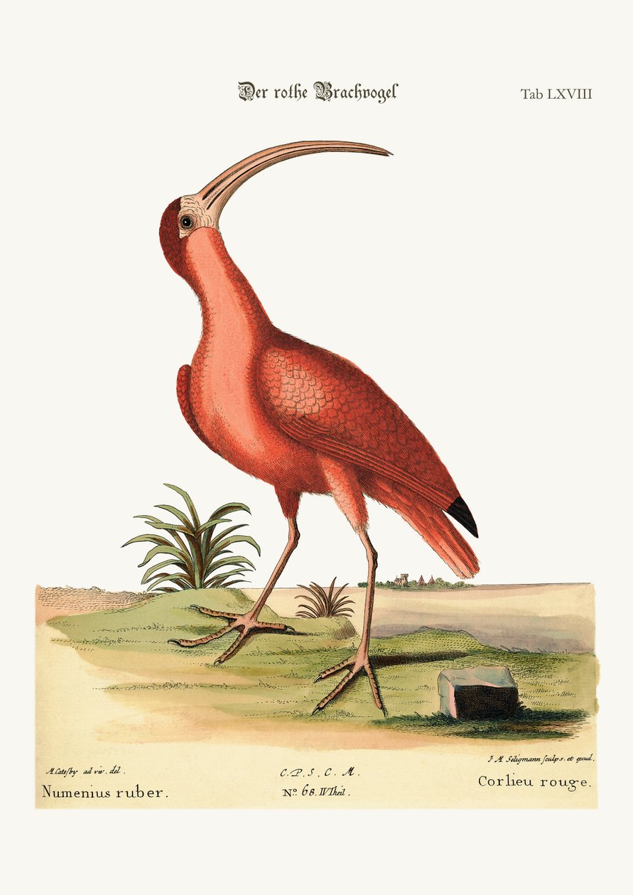 Der rote Brachvogel, 1749-73 von Mark Catesby