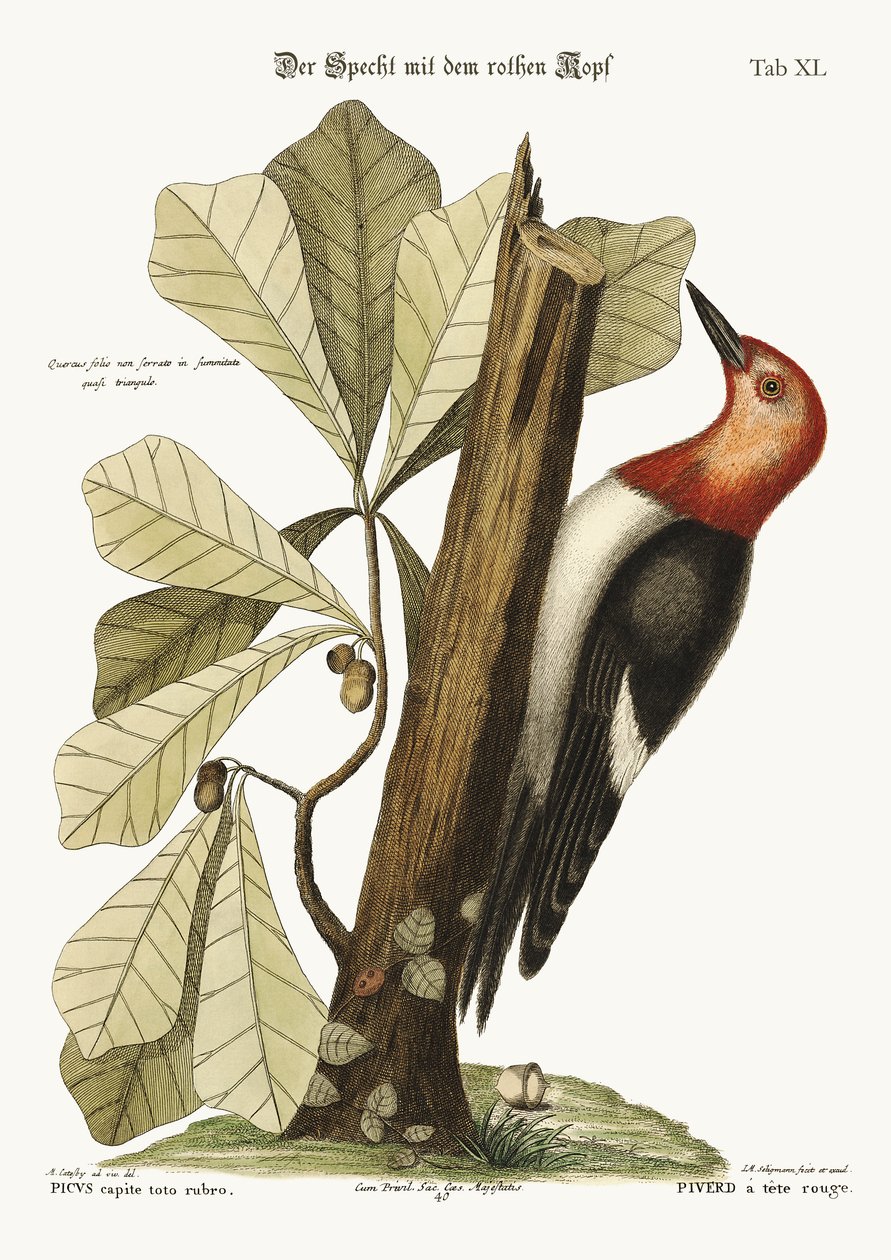 Der rotköpfige Specht, 1749-73 von Mark Catesby
