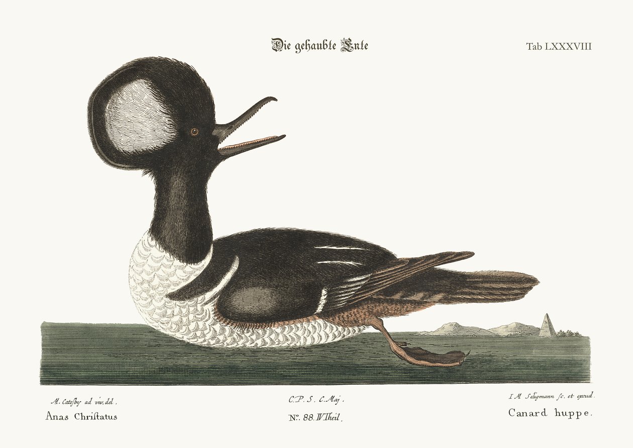 Die rundkammige Ente, 1749-73 von Mark Catesby