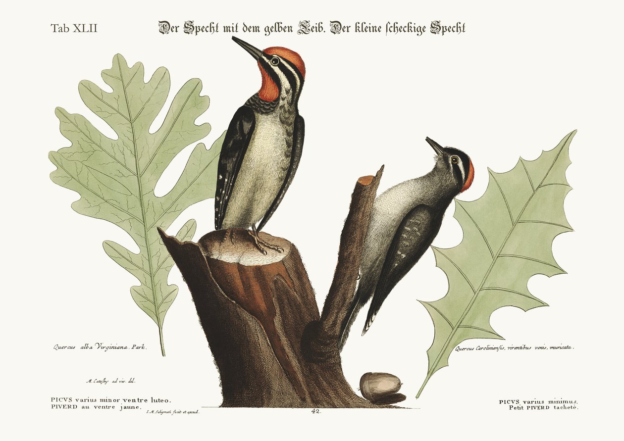 Der gelbbäuchige Specht. Der kleinste gefleckte Specht, 1749-73 von Mark Catesby