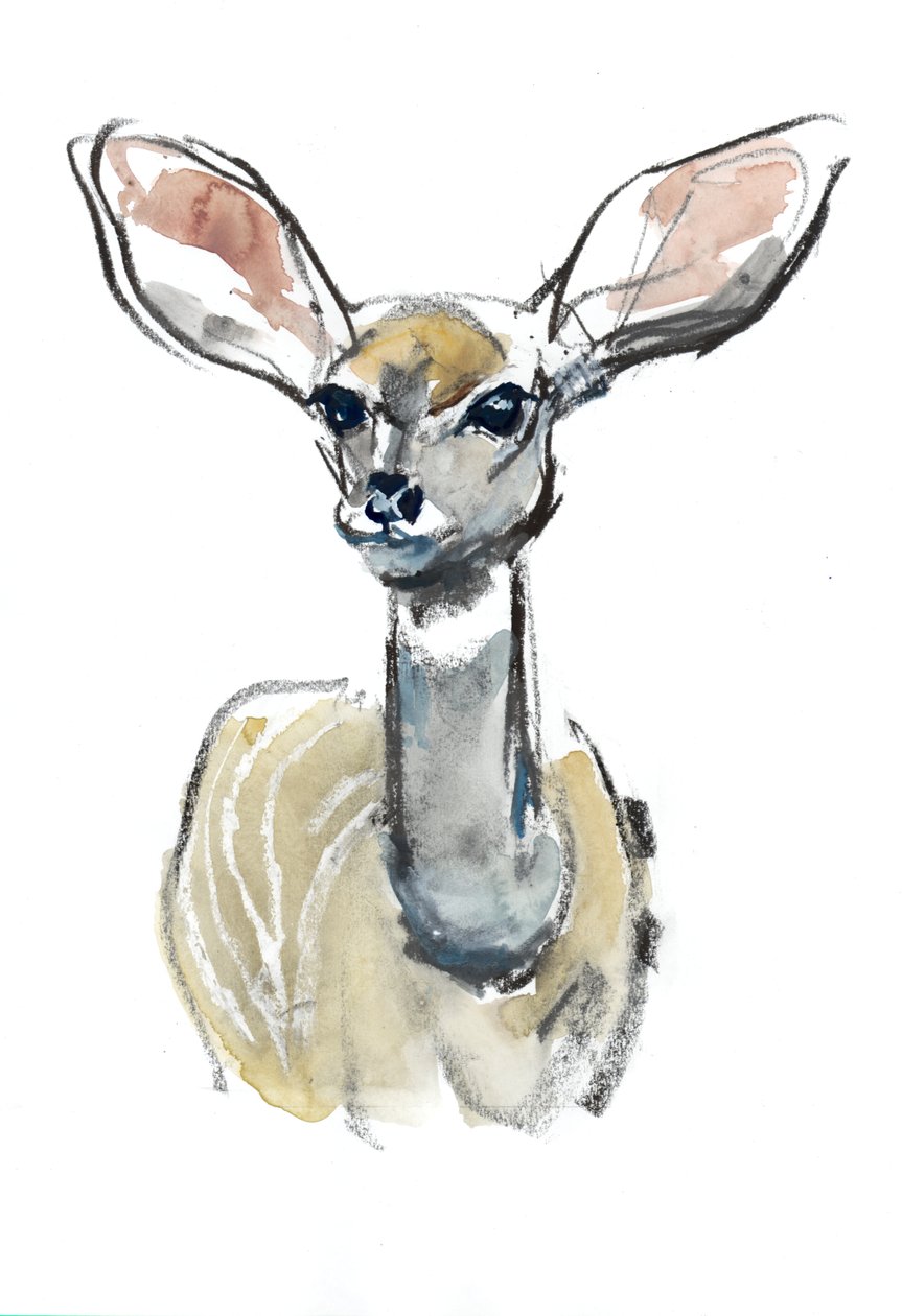 Kudu-Kitz, Sarara, 2018 von Mark Adlington