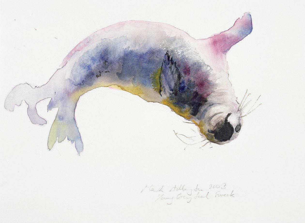 Junger Kegelrobbe, Gweek, 2003 von Mark Adlington