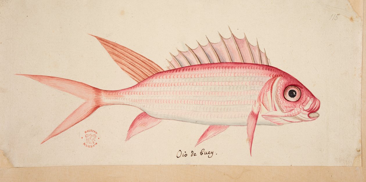 Ein Fisch von Mark Catesby