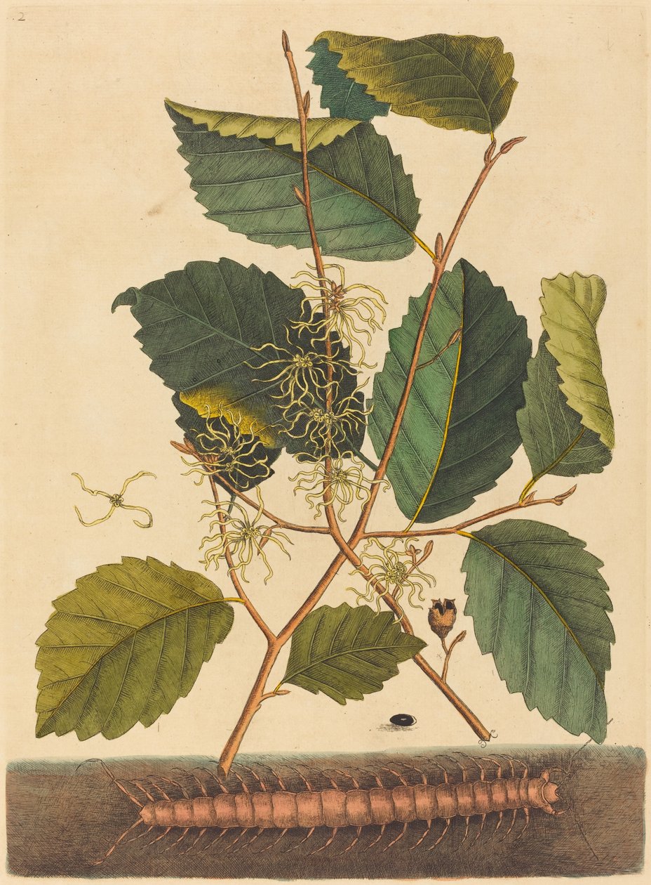 Tausendfüßler (Scolopendra morsitans) von Mark Catesby
