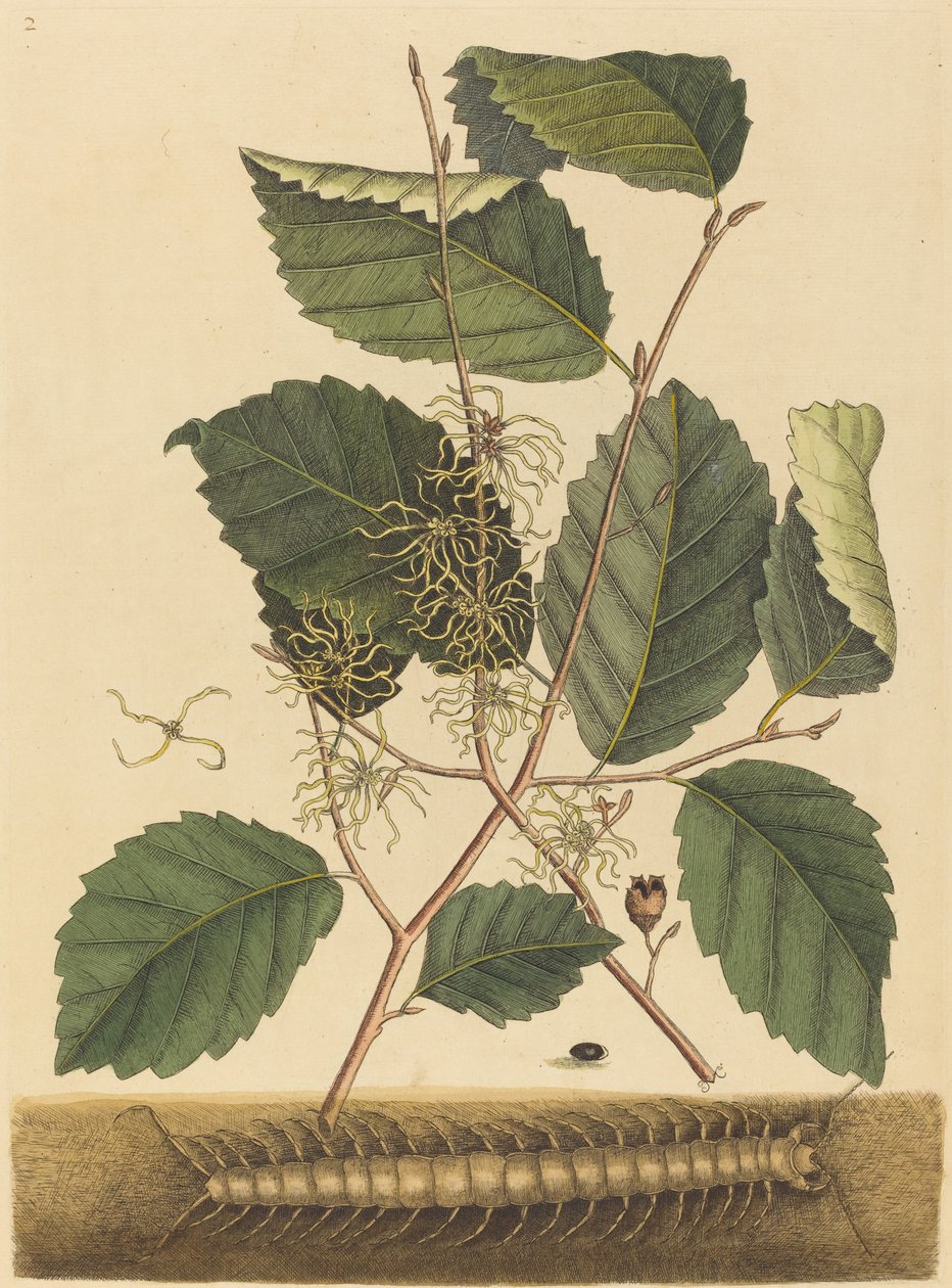 Hundertfüßer von Mark Catesby
