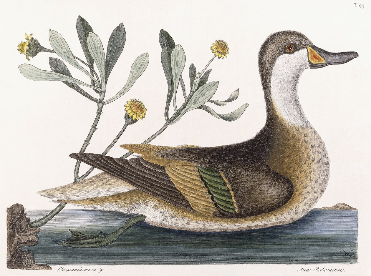 Chrysantheme &c von Mark Catesby