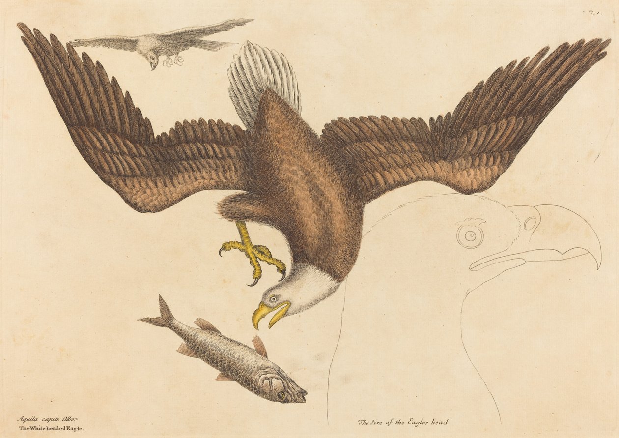 Der Weißkopfseeadler (Falco leucocephalus) von Mark Catesby