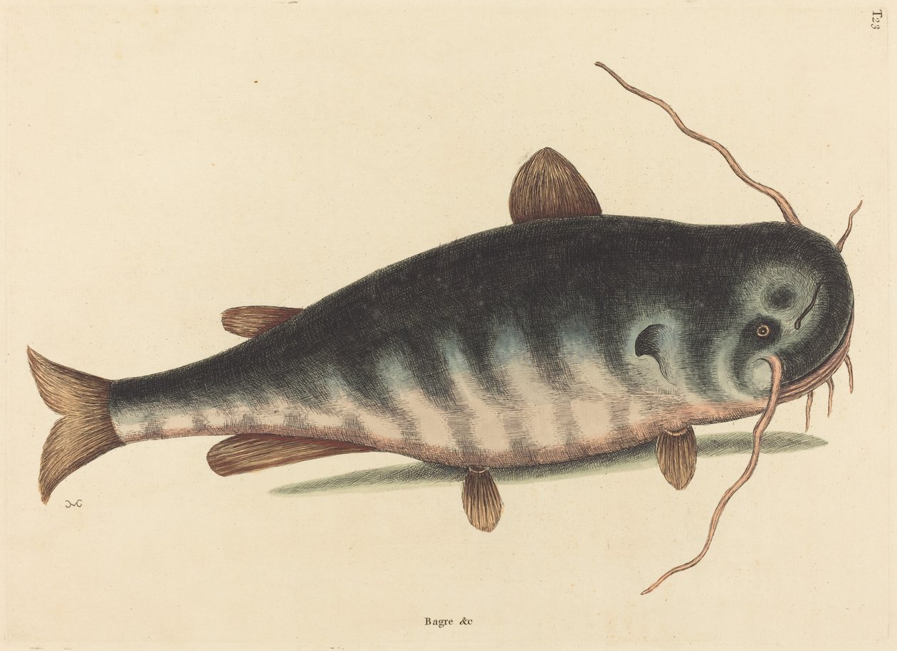 Der Katzenwels (Silurus catus) von Mark Catesby