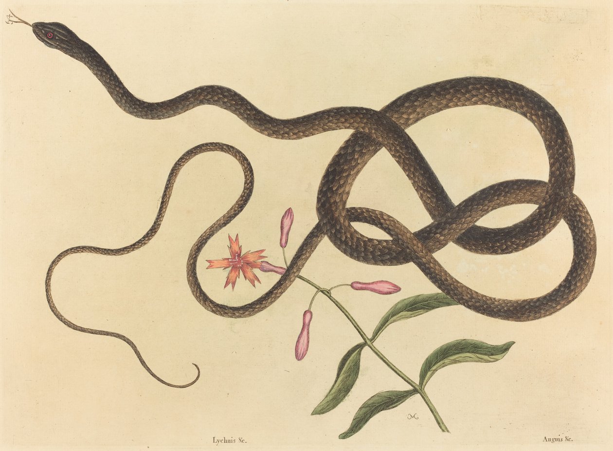 Die Peitschennatter (Coluber flagellum) von Mark Catesby
