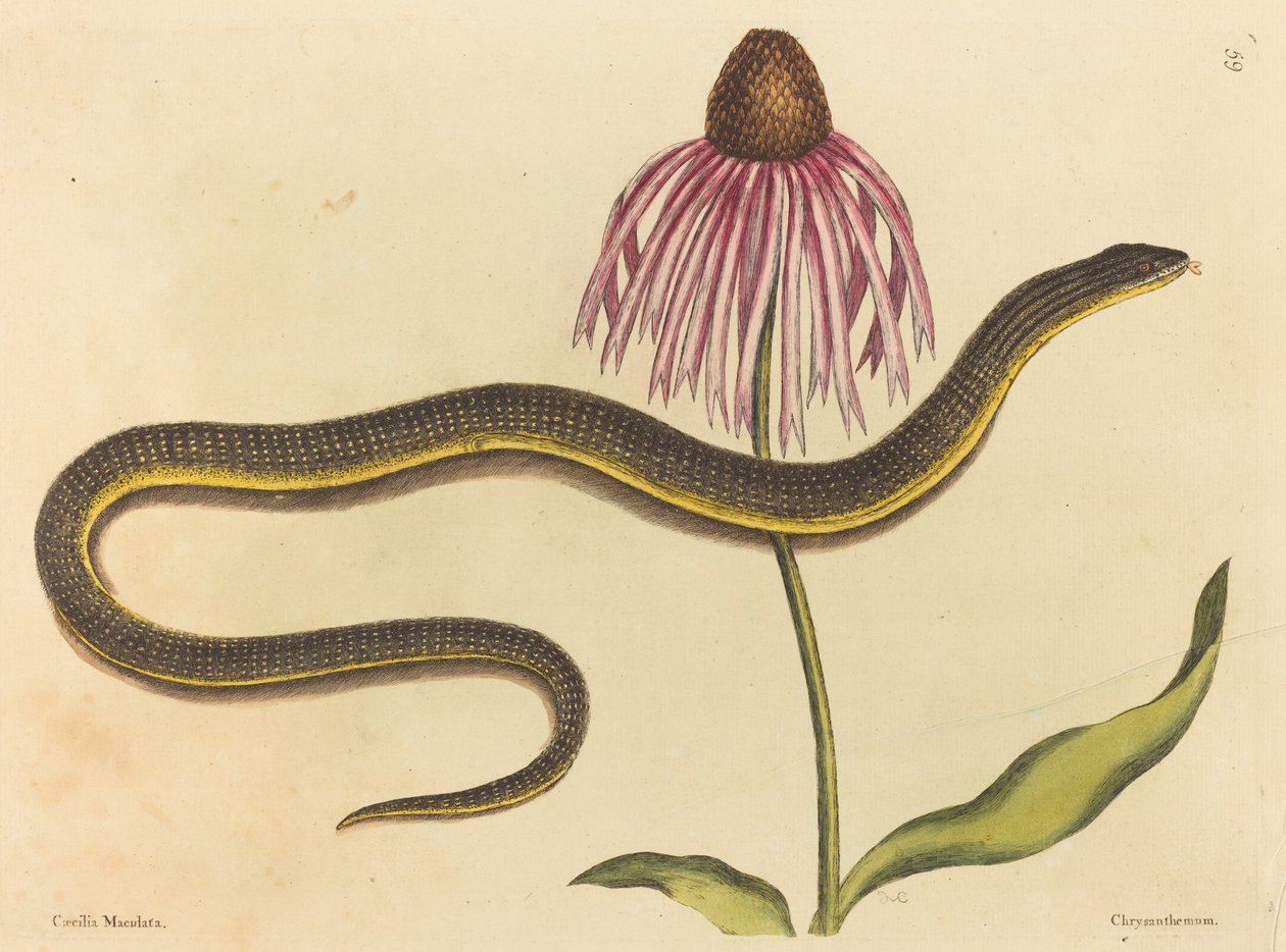 Die Glasschlange (Anguis ventralis) von Mark Catesby