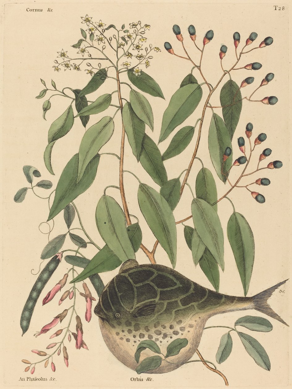Der Kugelfisch (Tetrodon lagocephalus) von Mark Catesby