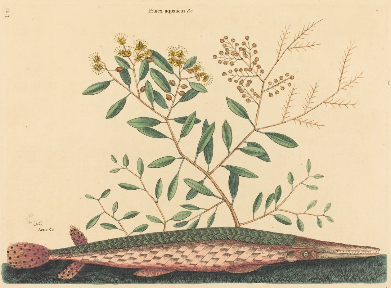 Der grüne Hecht (Esox osseus) von Mark Catesby