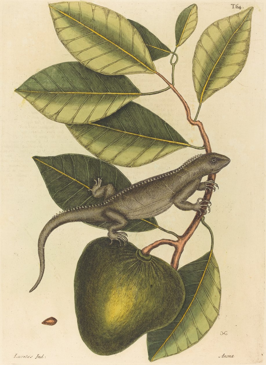 Die Guana (Lacerta Iguana) von Mark Catesby