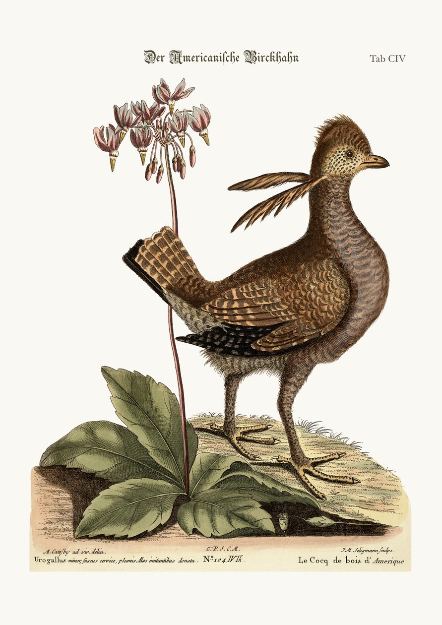 Der Auerhahn, 1749-73 von Mark Catesby