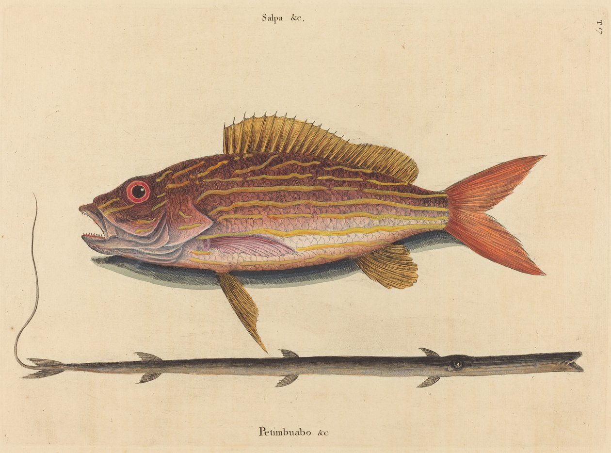 Der Lane-Schnapper (Sparus synagris) von Mark Catesby