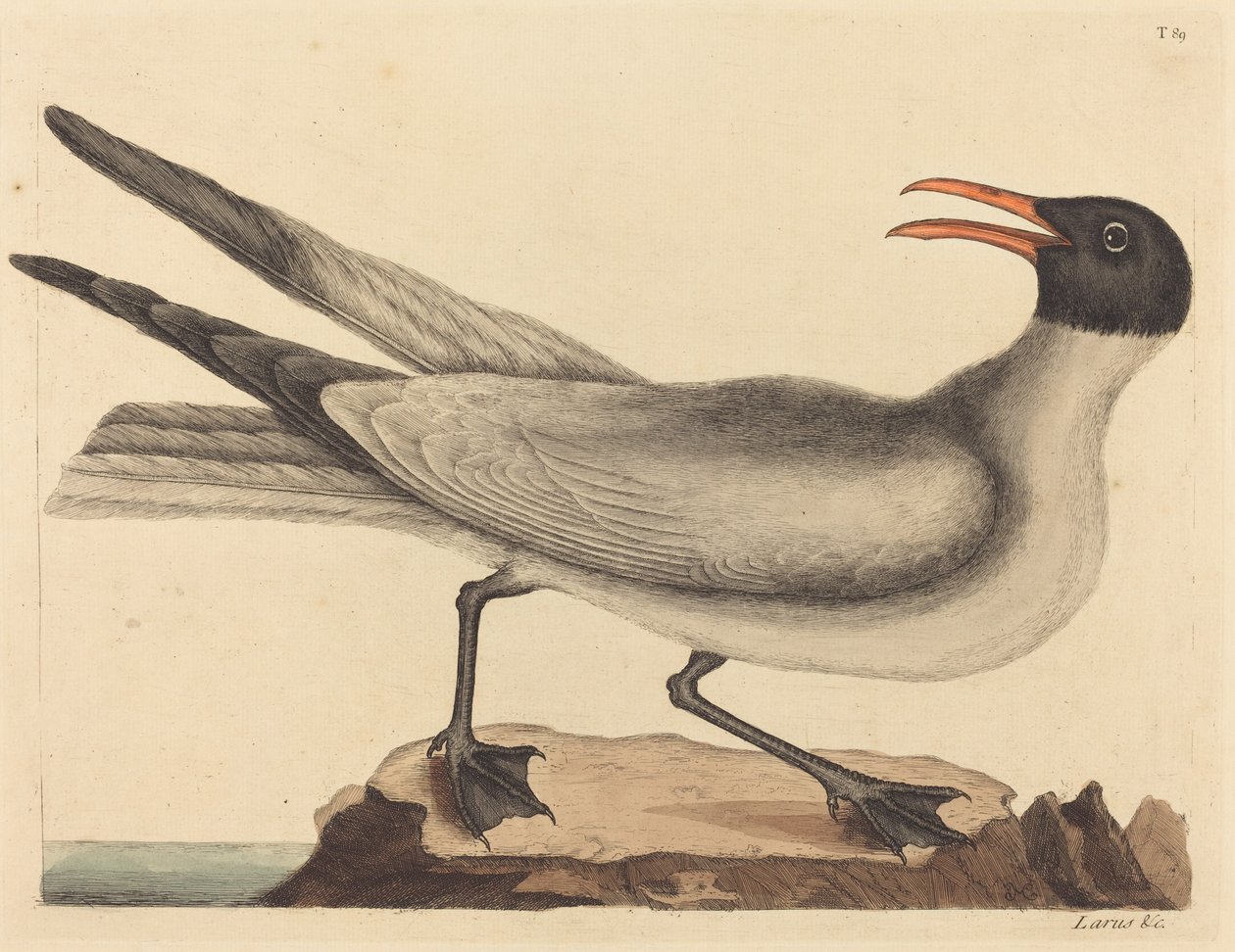 Die Lachmöwe (Larus articilla) von Mark Catesby