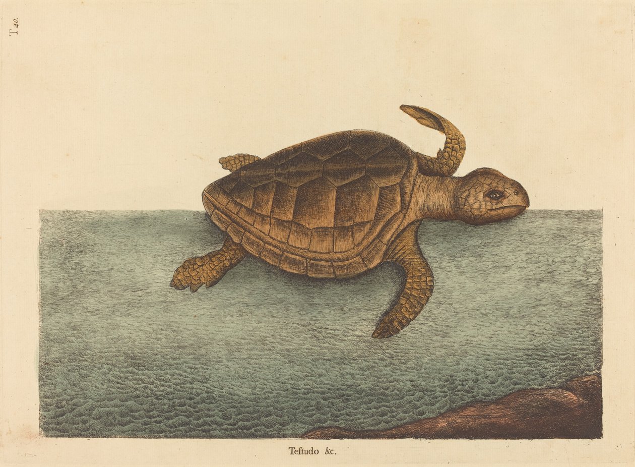 Die Unechte Karettschildkröte (Testudo Cavanna) von Mark Catesby