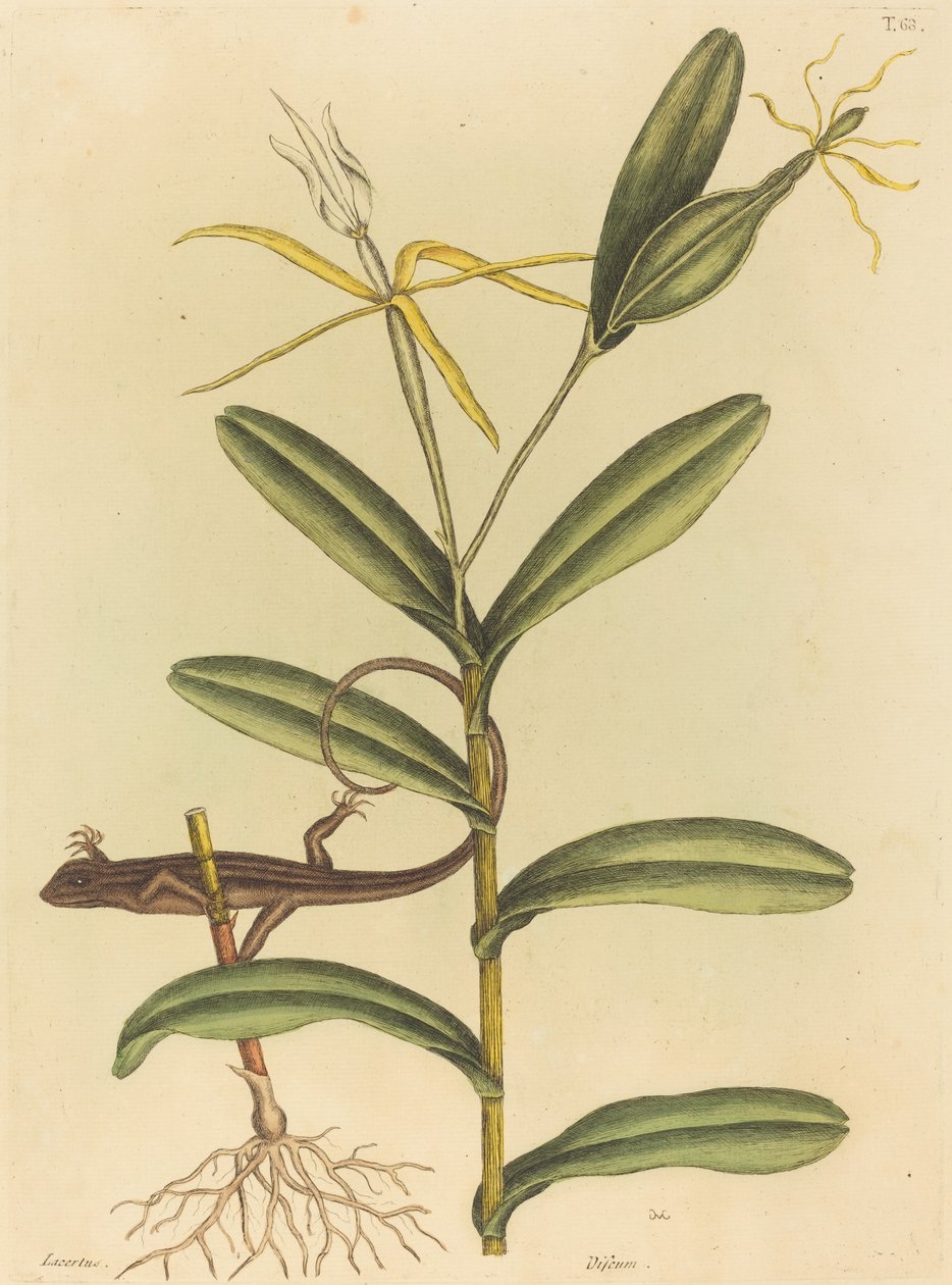 Die Lyon-Eidechse (Lacerta 6-lineata) von Mark Catesby