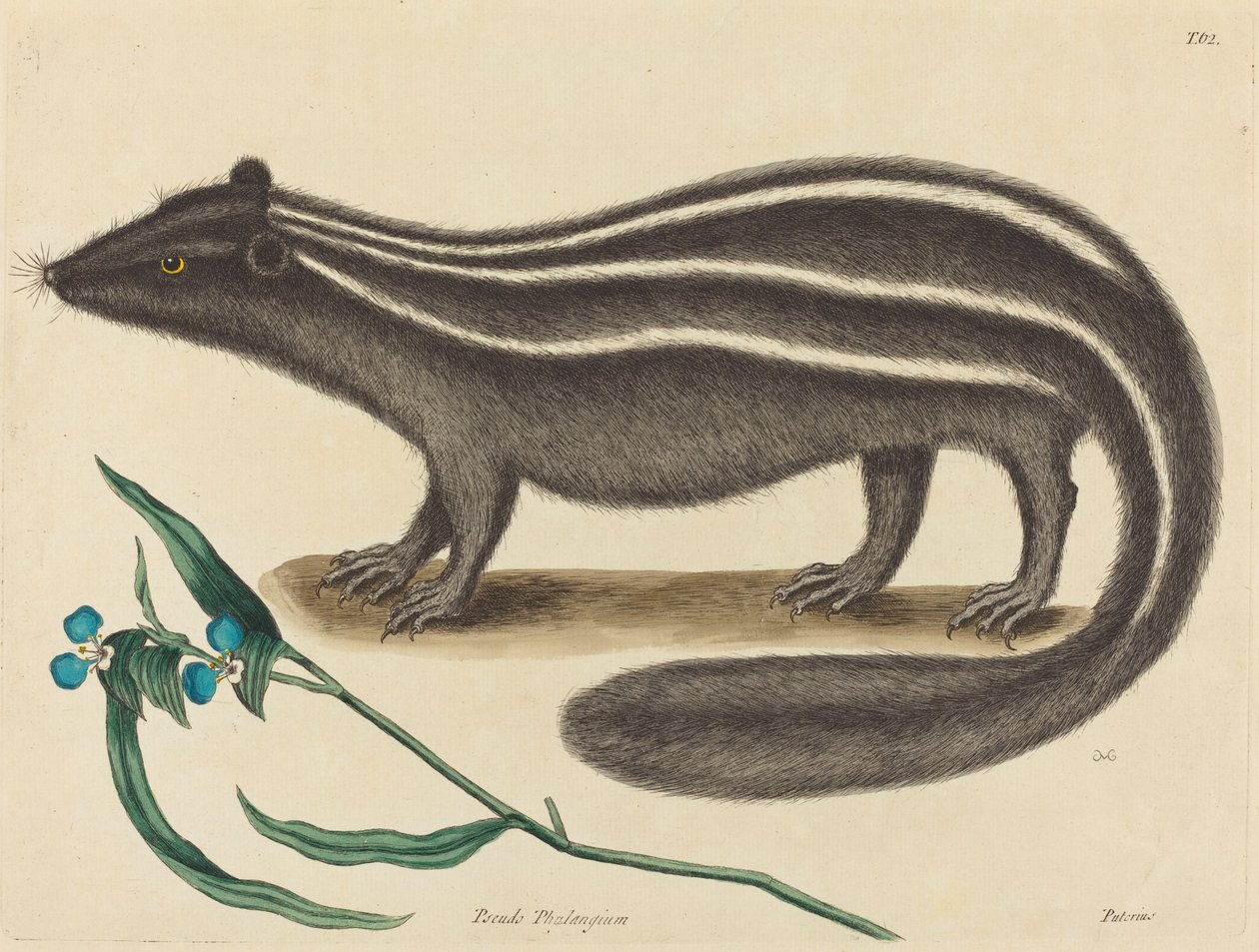Das Stinktier (Viverra putorius) von Mark Catesby