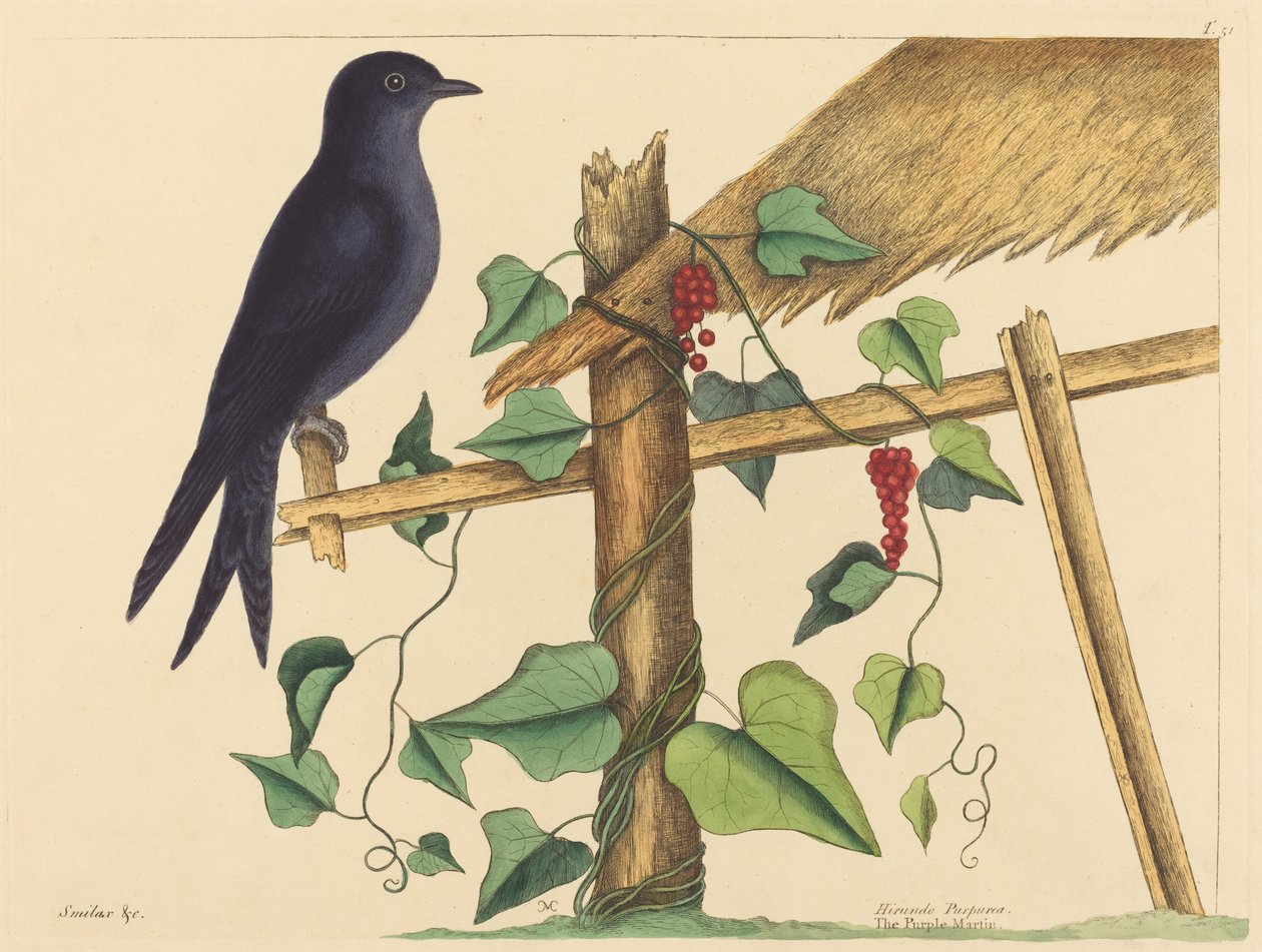 Die Purpurschwalbe (Hirundo purpurea) von Mark Catesby