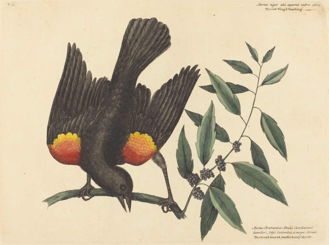 Der Rotflügelstar von Mark Catesby