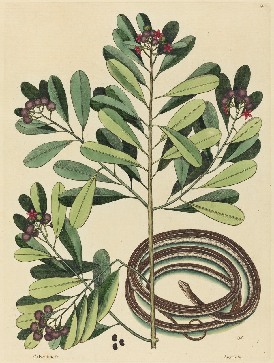 Das Bandnatter (Coluber saurita) von Mark Catesby