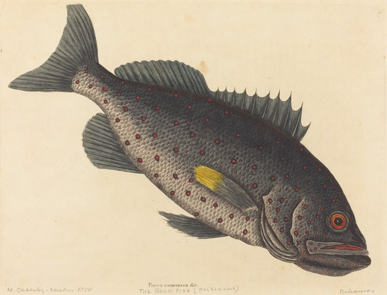 Der Felsenfisch (Perca venenosa) von Mark Catesby