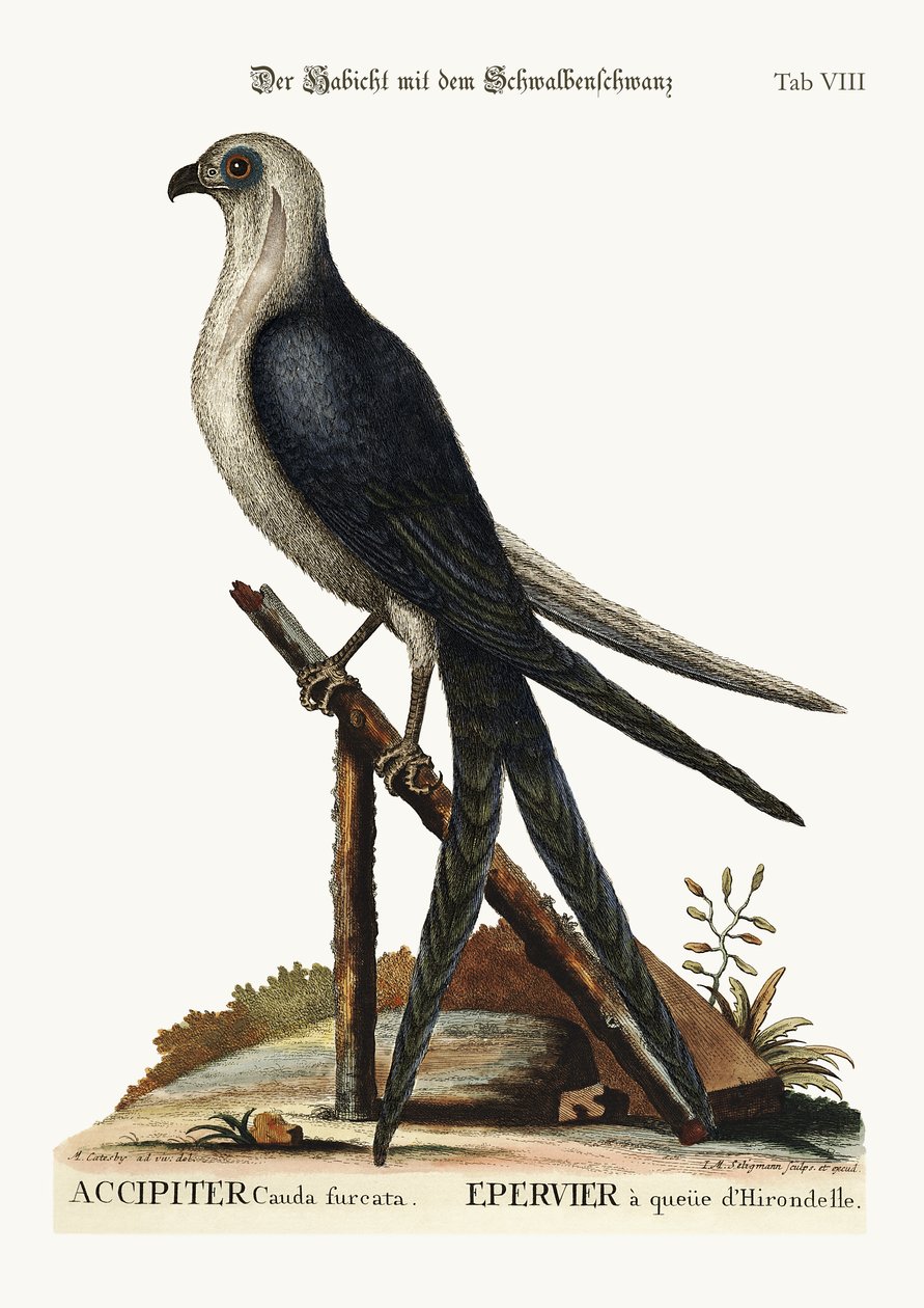Der Schwalbenschwanzfalke, 1749-73 von Mark Catesby
